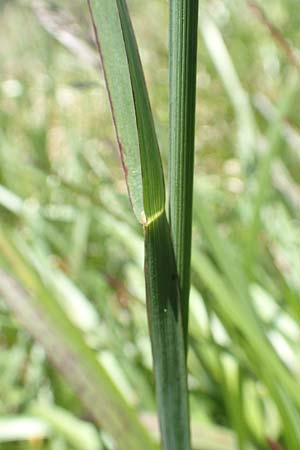 Poa alpina \ Alpen-Rispengras / Alpine Meadow Grass, D Schwarzwald/Black-Forest, Belchen 27.5.2017