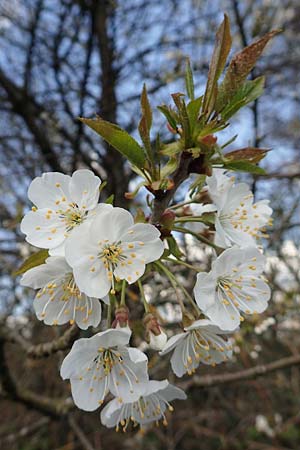 Prunus avium subsp. avium \ Vogel-Kirsche, Wild-Kirsche, D Viernheim 11.4.2018