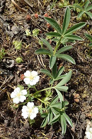 Potentilla alba / White Cinquefoil, D Gottmadingen 25.4.2018