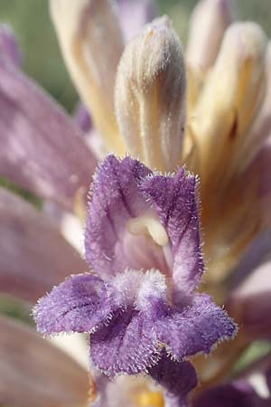 Phelipanche arenaria \ Sand-Sommerwurz / Wormwood Broomrape, D Kaiserstuhl,  Badberg 25.6.2018