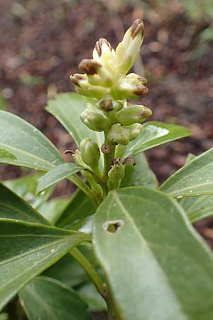 Pachysandra terminalis \ Japanischer Ysander, Dickmnnchen, D Hagen 11.3.2019