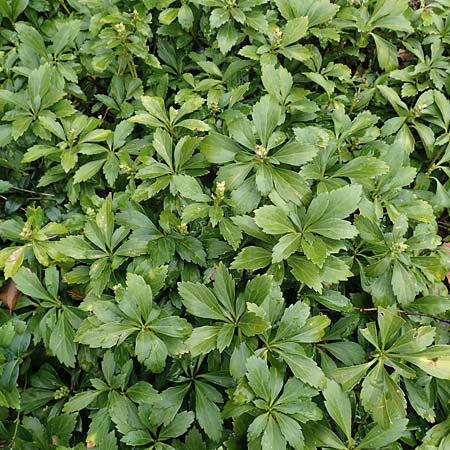 Pachysandra terminalis \ Japanischer Ysander, Dickmnnchen / Carpet Box, D Hagen 11.3.2019