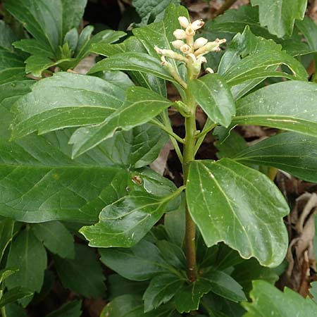 Pachysandra terminalis \ Japanischer Ysander, Dickmnnchen / Carpet Box, D Schalksmühle 25.4.2019