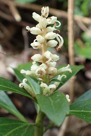 Pachysandra terminalis \ Japanischer Ysander, Dickmnnchen, D Schalksmühle 25.4.2019