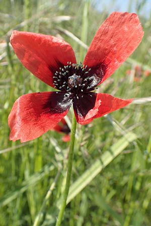 Papaver argemone \ Sand-Mohn / Prickly Poppy, D St. Leon - Rot 17.5.2019