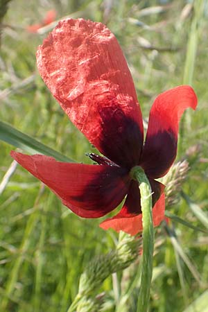 Papaver argemone / Prickly Poppy, D St. Leon - Rot 17.5.2019