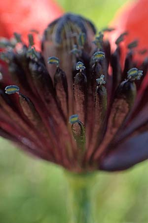 Papaver argemone \ Sand-Mohn / Prickly Poppy, D St. Leon - Rot 17.5.2019