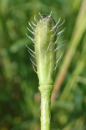 Papaver argemone / Prickly Poppy, D St. Leon - Rot 17.5.2019