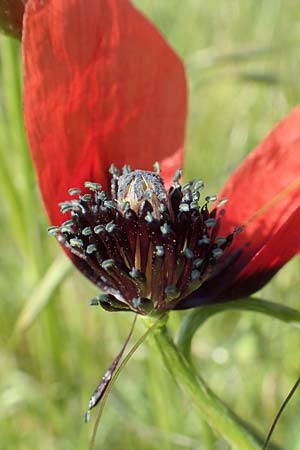 Papaver argemone \ Sand-Mohn / Prickly Poppy, D St. Leon - Rot 17.5.2019