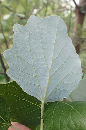 Populus alba \ Silber-Pappel / White Poplar, D Mannheim 16.6.2019