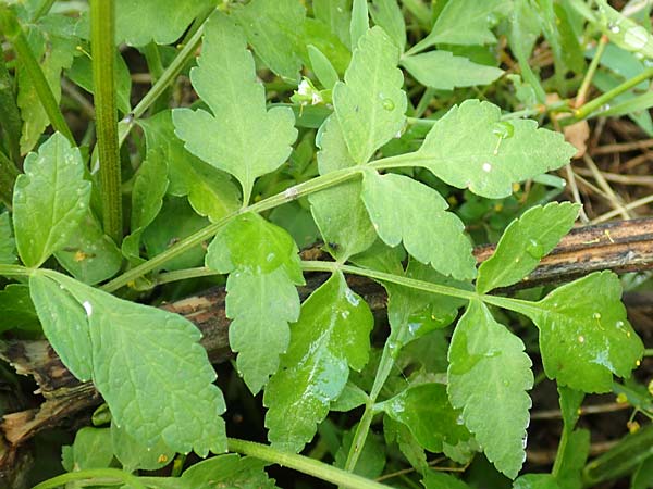 Pastinaca sativa / Parsnip, D Grünstadt-Asselheim 9.9.2019