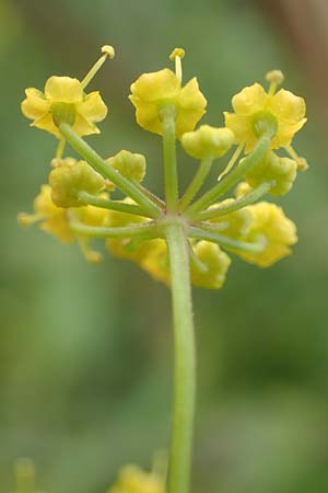 Pastinaca sativa \ Pastinak, D Grünstadt-Asselheim 9.9.2019