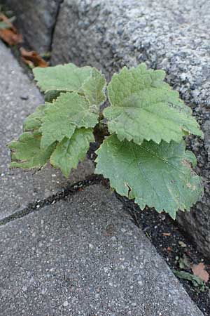 Paulownia tomentosa \ Blauglockenbaum / Princess Tree, Foxglove Tree, D Mannheim 15.9.2019