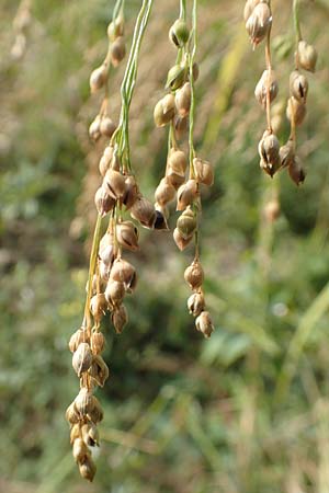 Panicum miliaceum subsp. agricola \ Bauern-Rispen-Hirse, D Mannheim 16.9.2019