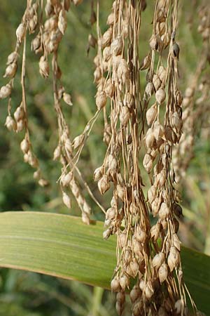 Panicum miliaceum subsp. agricola \ Bauern-Rispen-Hirse / Farmer's Millet, D Mannheim 16.9.2019