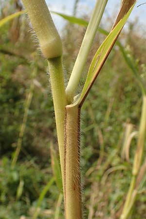 Panicum miliaceum subsp. agricola \ Bauern-Rispen-Hirse / Farmer's Millet, D Mannheim 16.9.2019