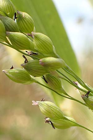 Panicum miliaceum subsp. agricola \ Bauern-Rispen-Hirse / Farmer's Millet, D Mannheim 16.9.2019