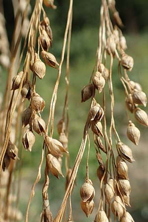 Panicum miliaceum subsp. agricola \ Bauern-Rispen-Hirse / Farmer's Millet, D Mannheim 16.9.2019