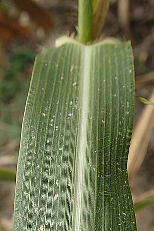 Panicum miliaceum subsp. agricola \ Bauern-Rispen-Hirse / Farmer's Millet, D Mannheim 16.9.2019