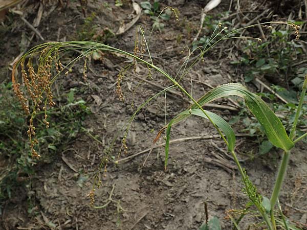 Panicum miliaceum subsp. agricola \ Bauern-Rispen-Hirse, D Mannheim 16.9.2019