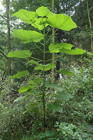 Paulownia tomentosa \ Blauglockenbaum, D Bensheim 1.10.2019