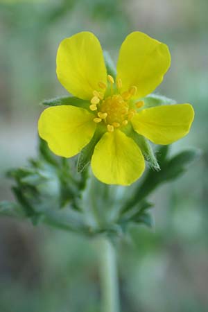 Potentilla argentea agg. \ Silber-Fingerkraut / Hoary Cinquefoil, D Schwetzingen 15.5.2020