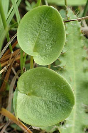 Parnassia palustris \ Sumpf-Herzblatt, Studentenrschen, D Offenburg 22.5.2020