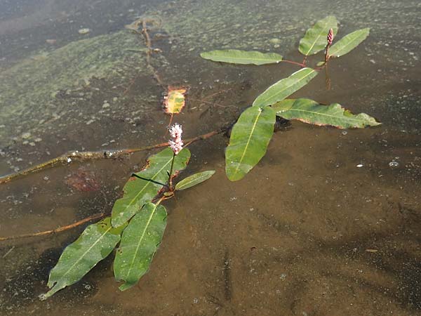 Persicaria amphibia \ Wasser-Knterich, D Sachsen-Anhalt, Havelberg 18.9.2020