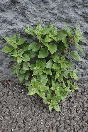 Parietaria judaica \ stiges Glaskraut, Mauer-Glaskraut / Pellitory-of-the-Wall, D Mannheim 15.5.2021