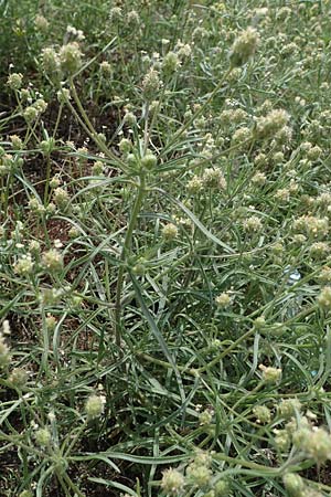 Plantago arenaria \ Sand-Wegerich / Branched Plantain, D Mannheim 10.7.2021