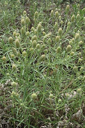 Plantago arenaria \ Sand-Wegerich, D Mannheim 10.7.2021