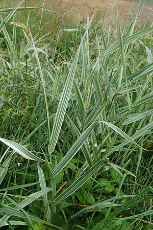 Phalaris arundinacea var. picta \ Buntes Glanzgras / Variegated Ribbon Grass, Gardener's Garters, D Schwarzwald/Black-Forest, Forbach-Herrenwies 13.7.2021
