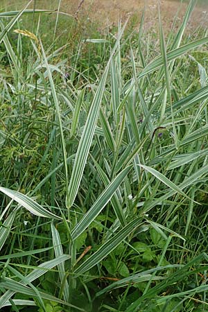 Phalaris arundinacea var. picta \ Buntes Glanzgras, D Schwarzwald, Forbach-Herrenwies 13.7.2021