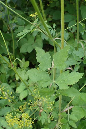 Pastinaca sativa subsp. urens \ Brennender Pastinak, D Kaiserslautern 15.8.2021