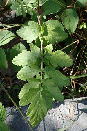 Pastinaca sativa subsp. urens \ Brennender Pastinak / Stinging Parsnip, D Kaiserslautern 15.8.2021