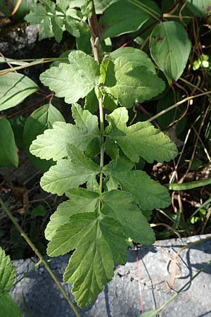 Pastinaca sativa subsp. urens \ Brennender Pastinak, D Kaiserslautern 15.8.2021