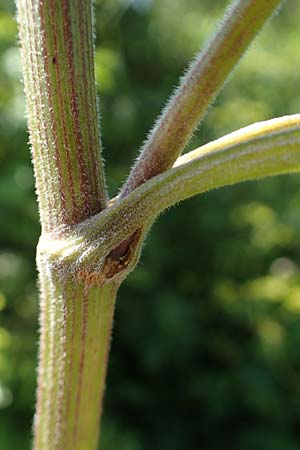 Pastinaca sativa subsp. urens \ Brennender Pastinak / Stinging Parsnip, D Kaiserslautern 15.8.2021