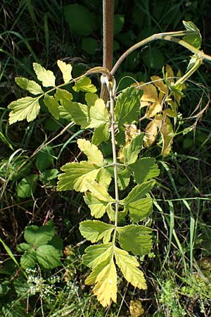 Pastinaca sativa subsp. urens \ Brennender Pastinak / Stinging Parsnip, D Kaiserslautern 15.8.2021