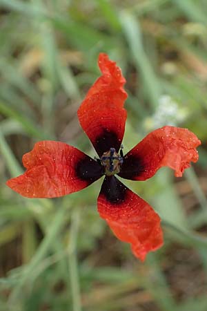 Papaver argemone \ Sand-Mohn / Prickly Poppy, D Bensheim 29.4.2022