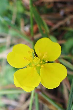 Potentilla anglica \ Niederliegendes Fingerkraut / Trailing Tormentil, D Odenwald, Erbach 17.7.2022