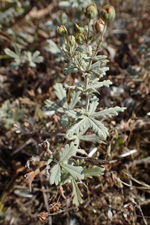 Potentilla argentea var. tephrodes \ Graues Silber-Fingerkraut, D Ludwigshafen 21.7.2022