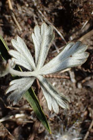 Potentilla argentea var. tephrodes \ Graues Silber-Fingerkraut, D Ludwigshafen 21.7.2022