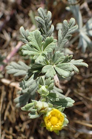 Potentilla argentea var. tephrodes \ Graues Silber-Fingerkraut / Grey Hoary Cinquefoil, D Ludwigshafen 21.7.2022