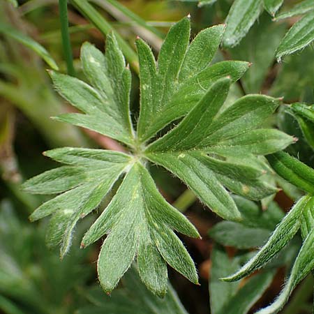 Potentilla argentea agg. \ Silber-Fingerkraut / Hoary Cinquefoil, D Hockenheim 26.4.2023