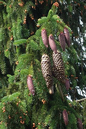 Picea abies \ Fichte, Rottanne / Norway Spruce, D Rhön, Heidelstein 20.6.2023