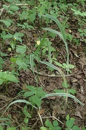 Phalaris arundinacea var. picta \ Buntes Glanzgras / Variegated Ribbon Grass, Gardener's Garters, D Mudau 15.8.2023