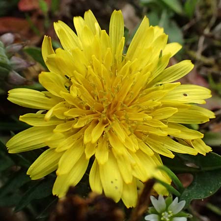 Taraxacum parnassicum \ Schlesischer Lwenzahn / Parnassus Dandelion, D Hockenheim 8.4.2024