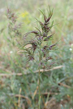 Poa bulbosa \ Knolliges Rispengras / Bulbous Meadow Grass, D Sandhausen 26.4.2018