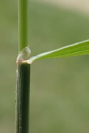 Phleum nodosum \ Knolliges Lieschgras, Bertolonis Wiesen-Lieschgras / Smaller Cat's-Tail, D Grünstadt-Asselheim 16.6.2018