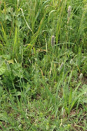 Phleum nodosum \ Knolliges Lieschgras, Bertolonis Wiesen-Lieschgras / Smaller Cat's-Tail, D Grünstadt-Asselheim 16.6.2018